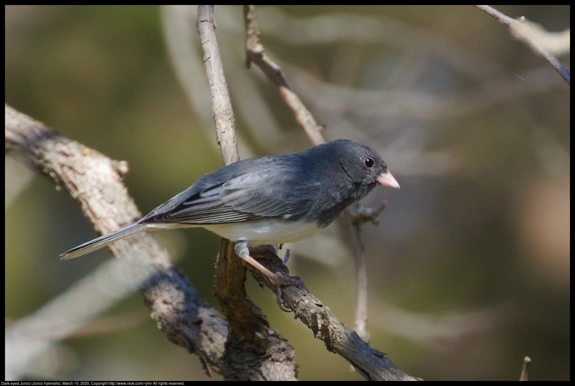 Dark-eyed Junco (Junco hyemalis), March 10, 2020