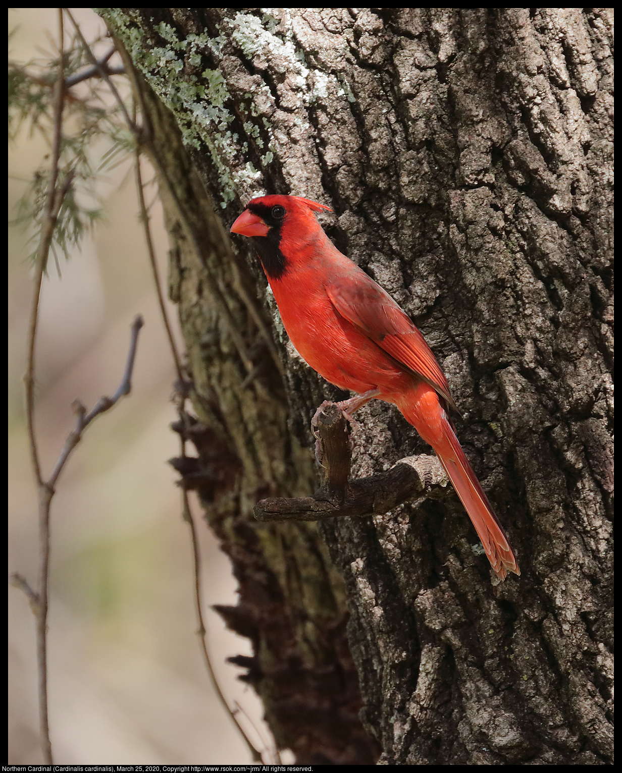 Northern Cardinal (Cardinalis cardinalis), March 25, 2020