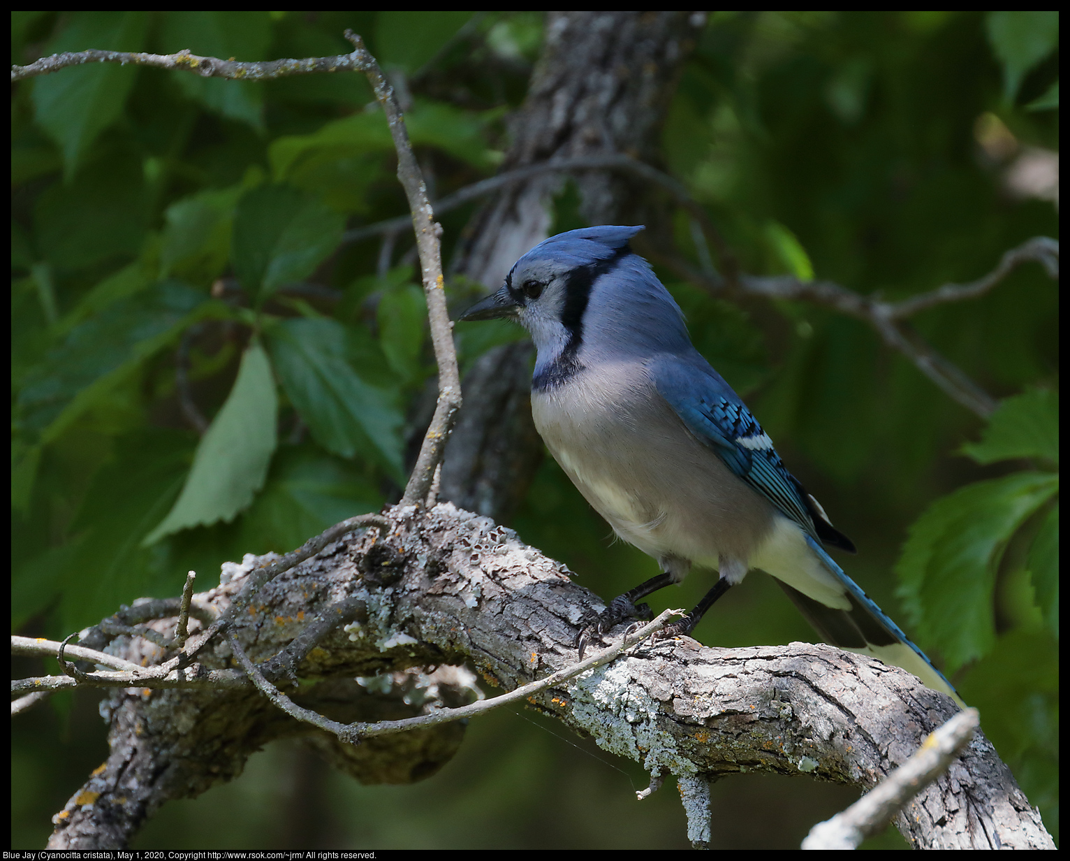 Blue Jay (Cyanocitta cristata), May 1, 2020