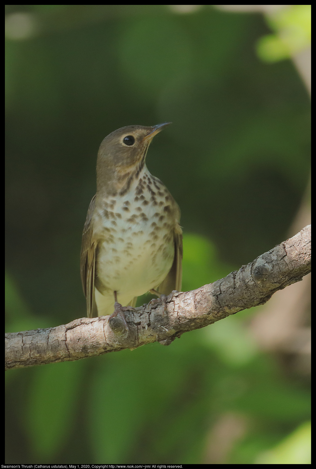 Swainson's Thrush (Catharus ustulatus), May 1, 2020