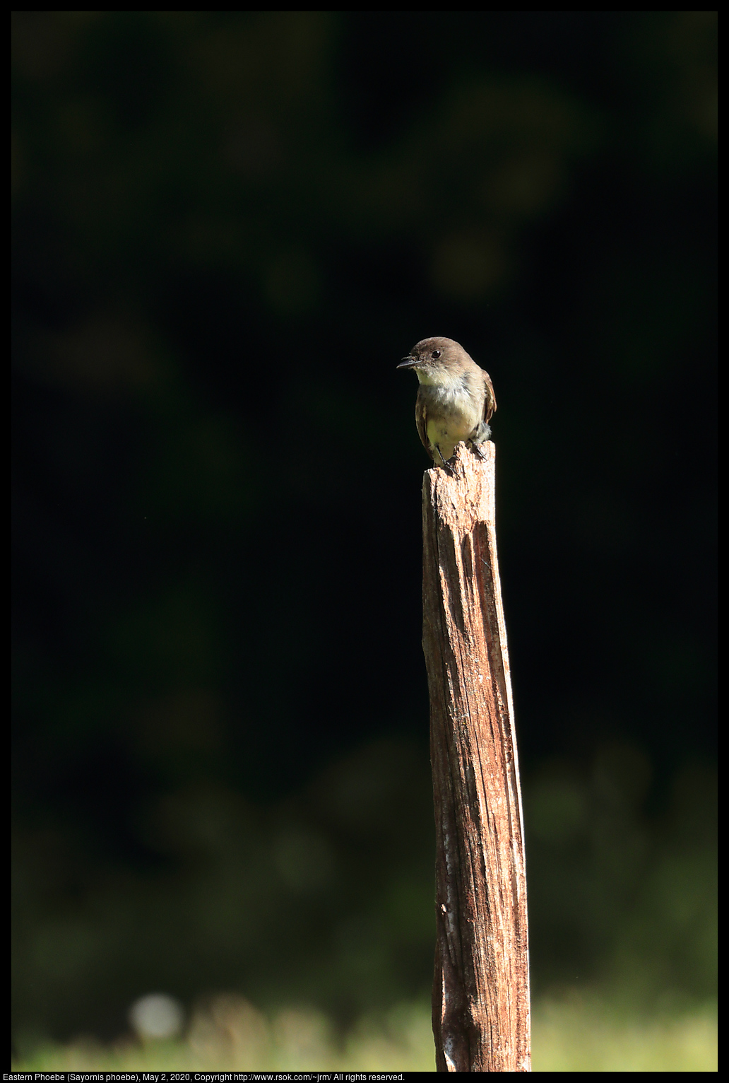 Eastern Phoebe (Sayornis phoebe), May 2, 2020