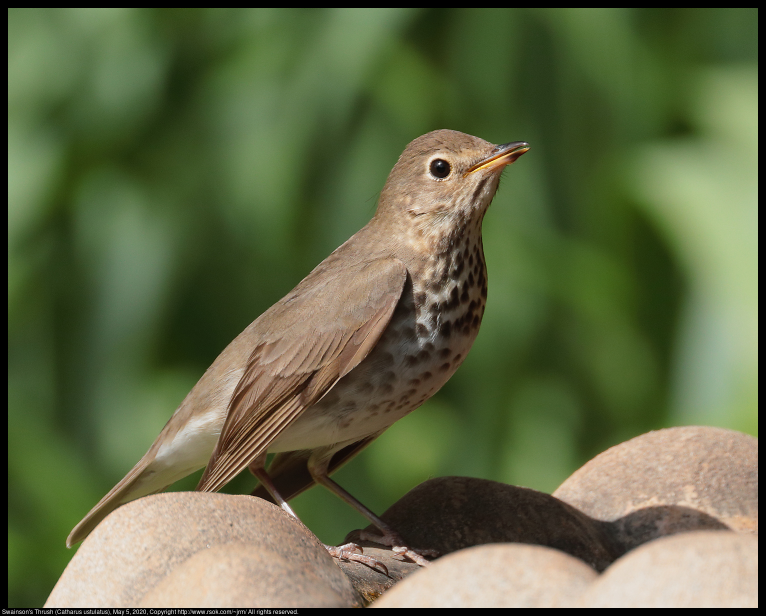 Swainson's Thrush (Catharus ustulatus), May 5, 2020