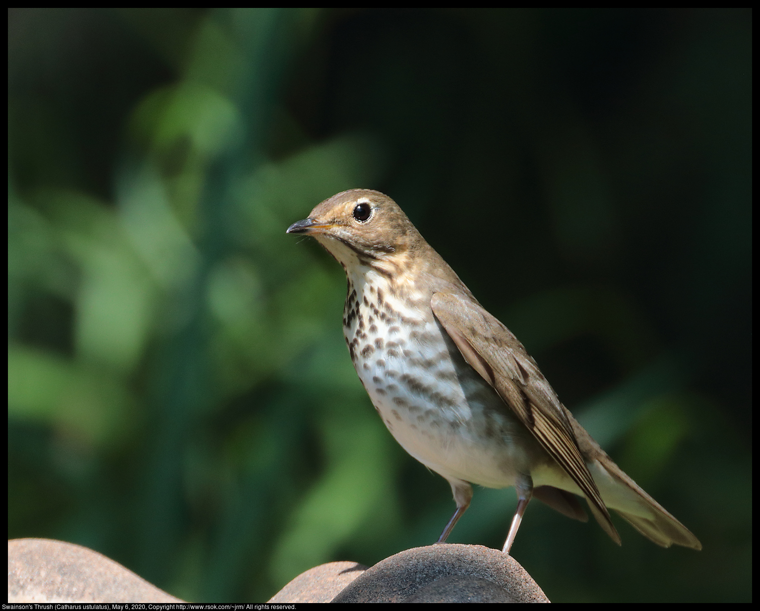 Swainson's Thrush (Catharus ustulatus), May 6, 2020