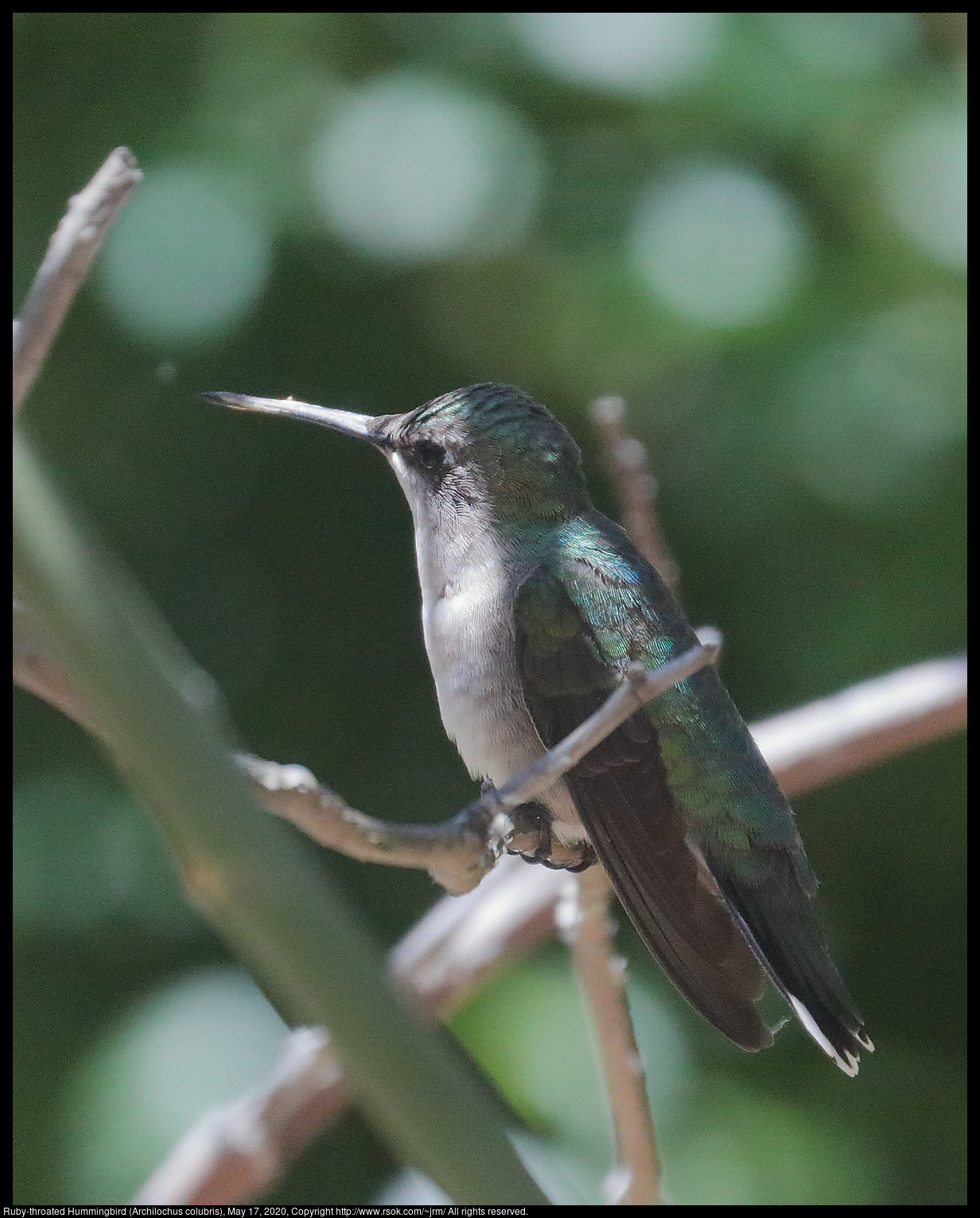 Ruby-throated Hummingbird (Archilochus colubris), May 17, 2020