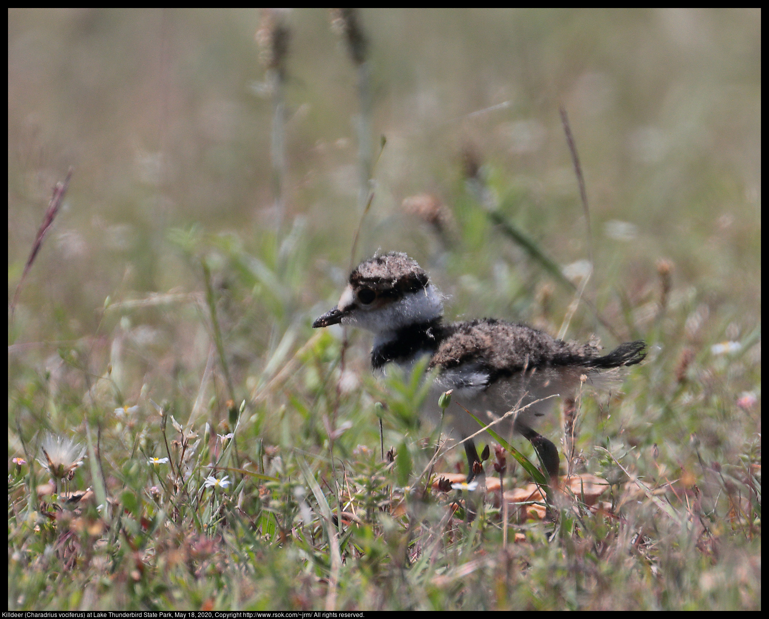 Killdeer (Charadrius vociferus) at Lake Thunderbird State Park, May 18, 2020