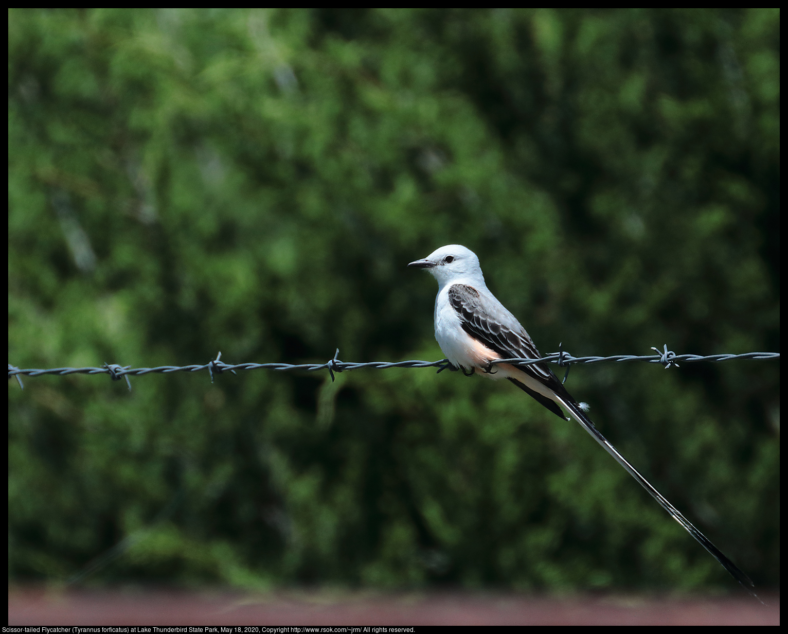 Scissor-tailed Flycatcher (Tyrannus forficatus) at Lake Thunderbird State Park, May 18, 2020