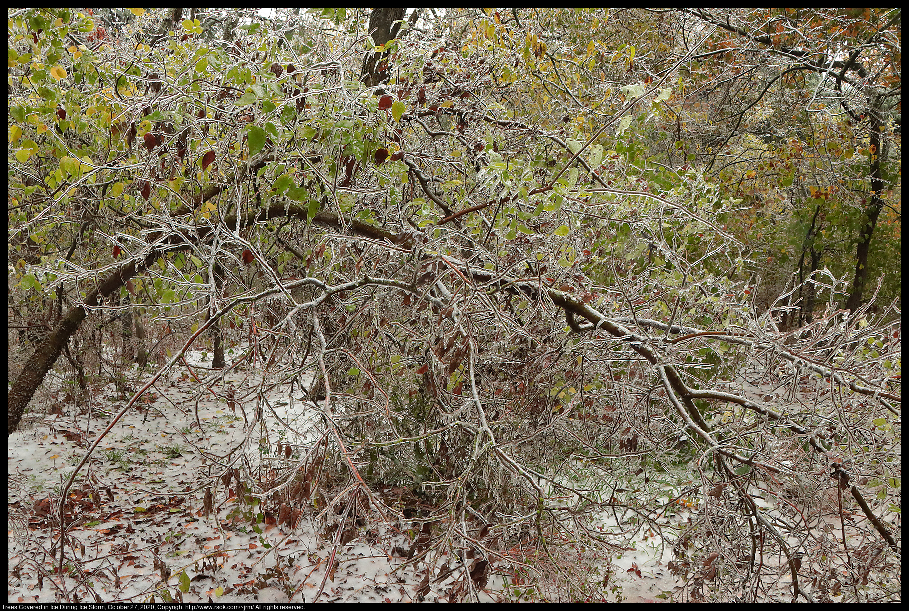 Trees Covered in Ice During Ice Storm, October 27, 2020