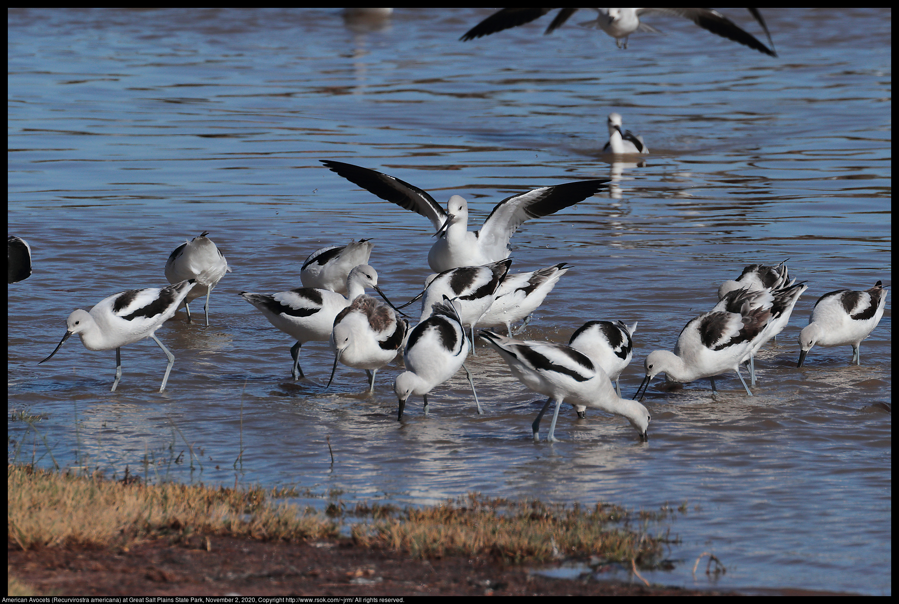 American Avocets (Recurvirostra americana) at Great Salt Plains State Park, November 2, 2020