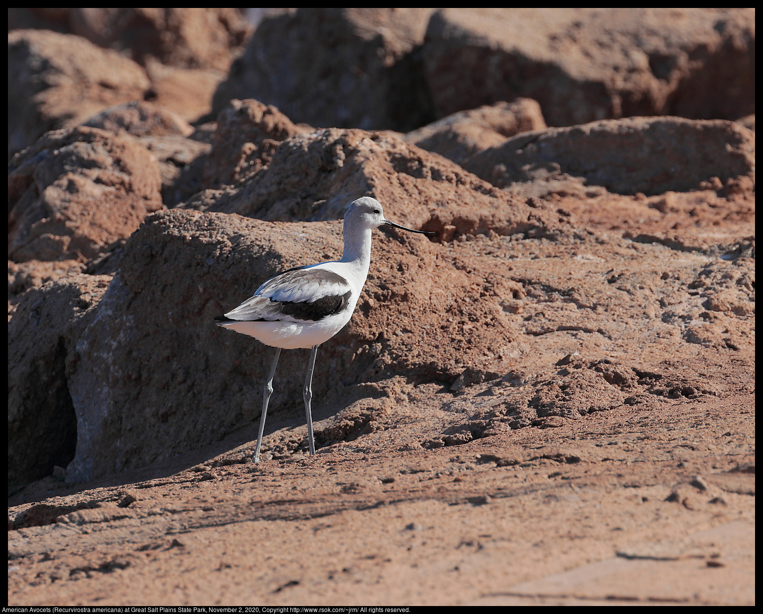 American Avocet (Recurvirostra americana) at Great Salt Plains State Park, November 2, 2020