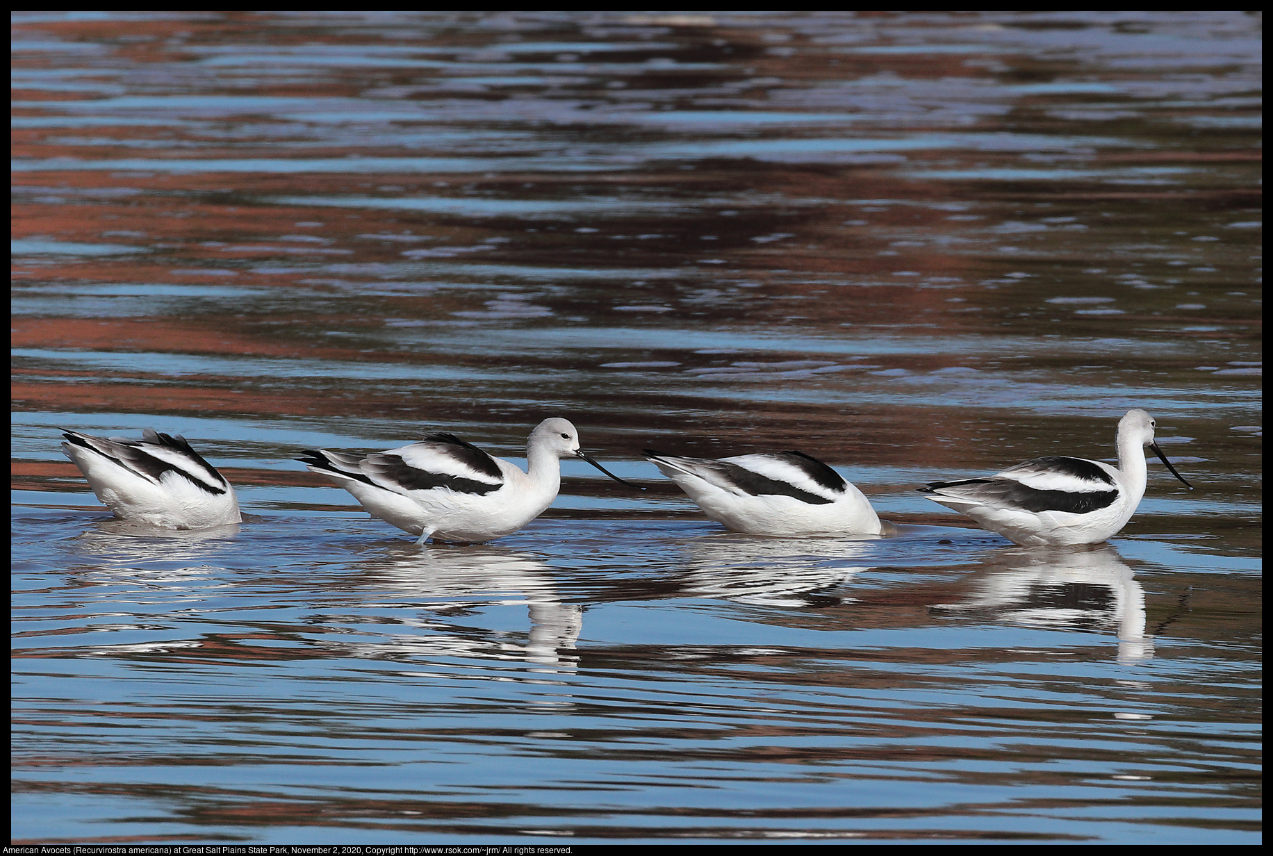 American Avocets (Recurvirostra americana) at Great Salt Plains State Park, November 2, 2020