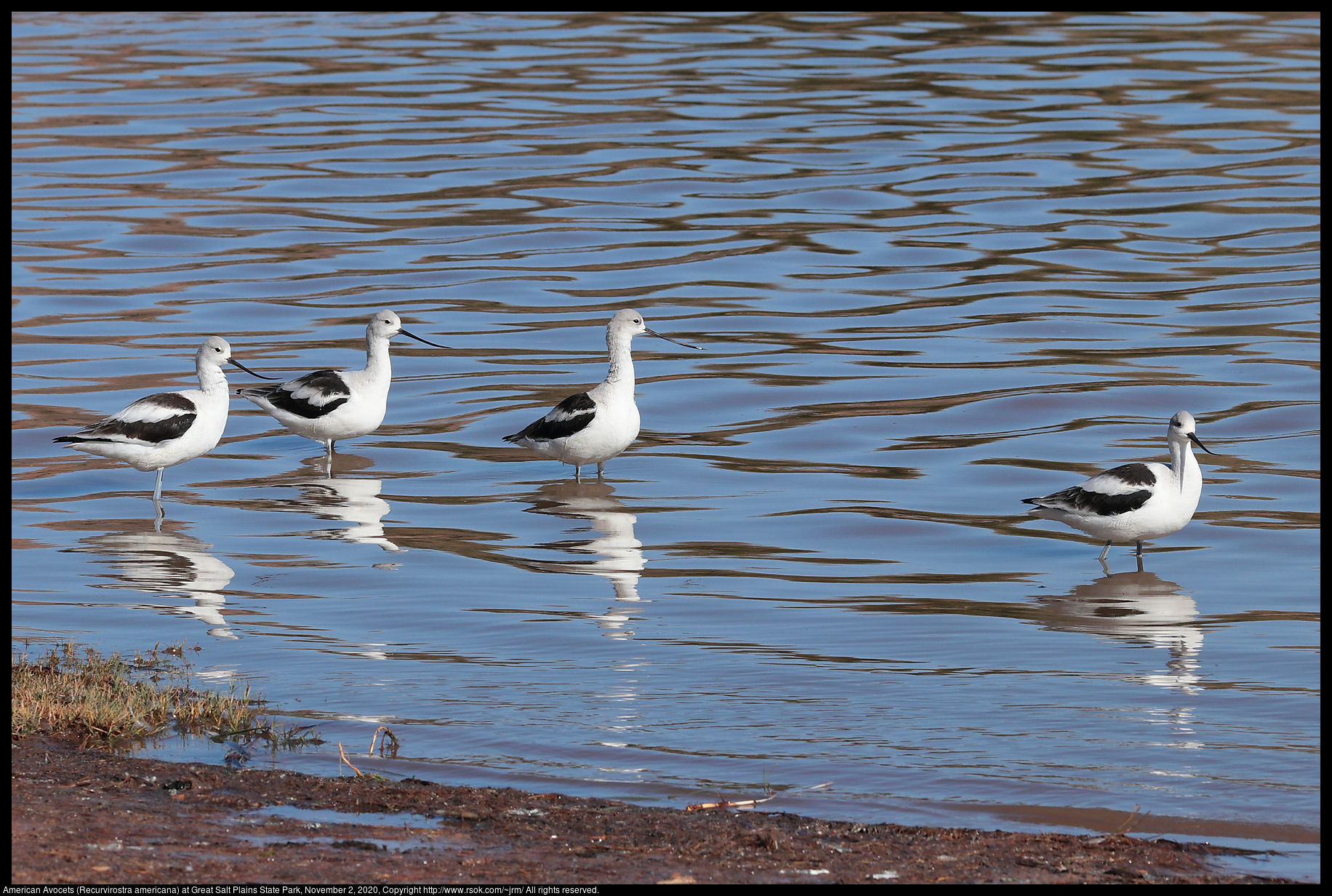 American Avocets (Recurvirostra americana) at Great Salt Plains State Park, November 2, 2020