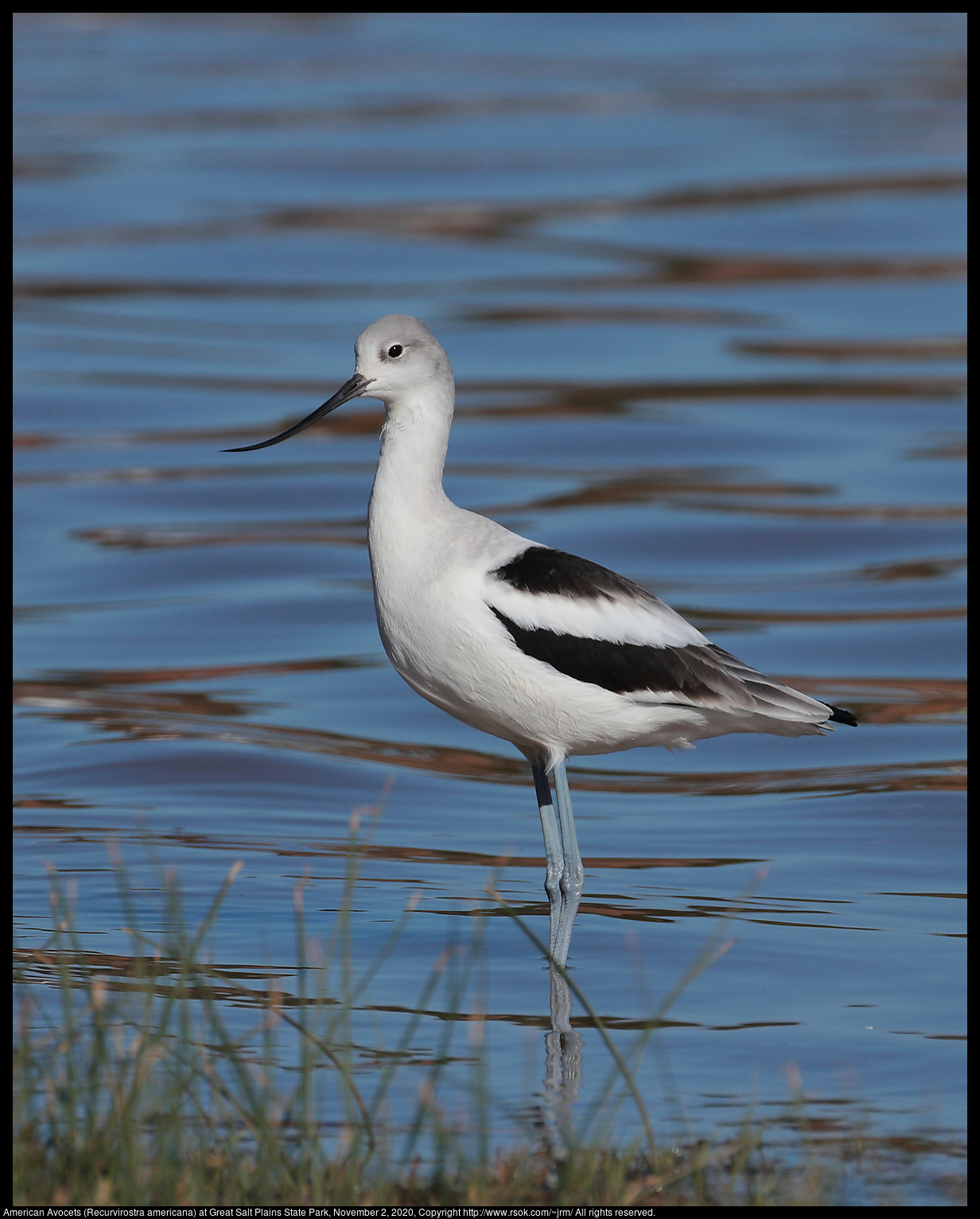 American Avocet (Recurvirostra americana) at Great Salt Plains State Park, November 2, 2020