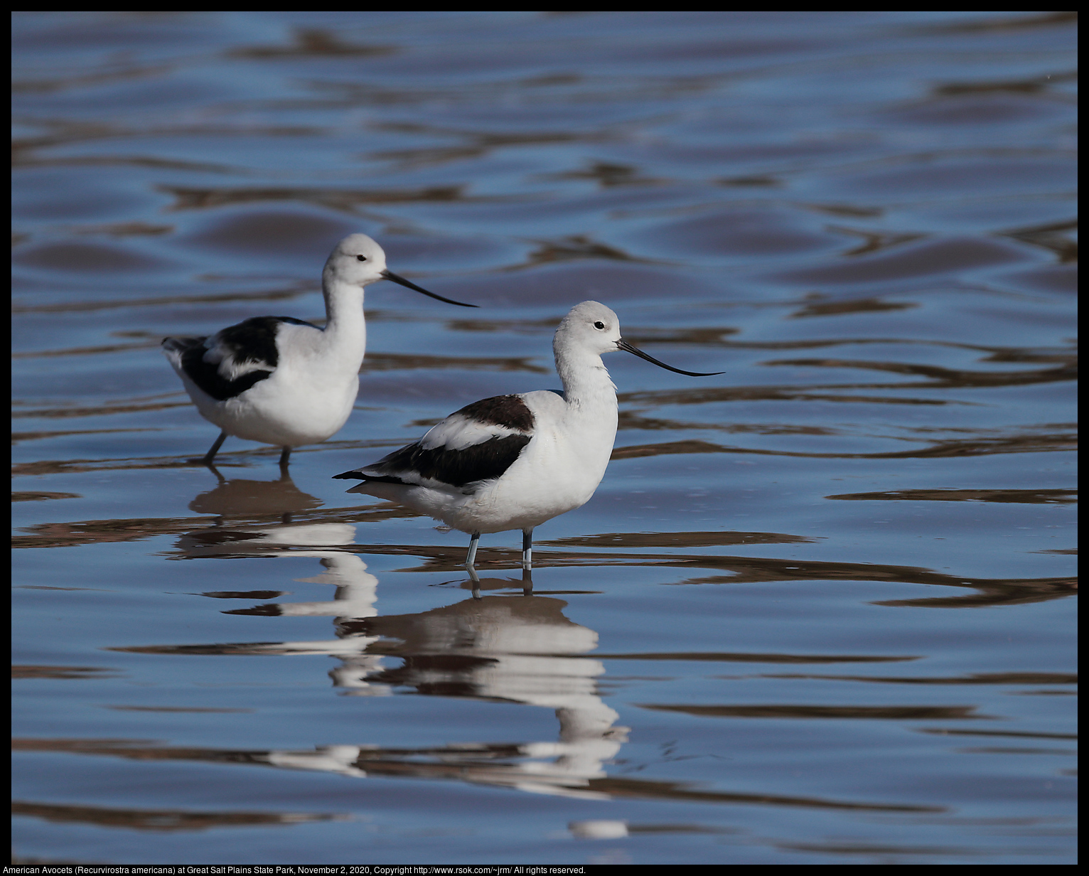 American Avocets (Recurvirostra americana) at Great Salt Plains State Park, November 2, 2020