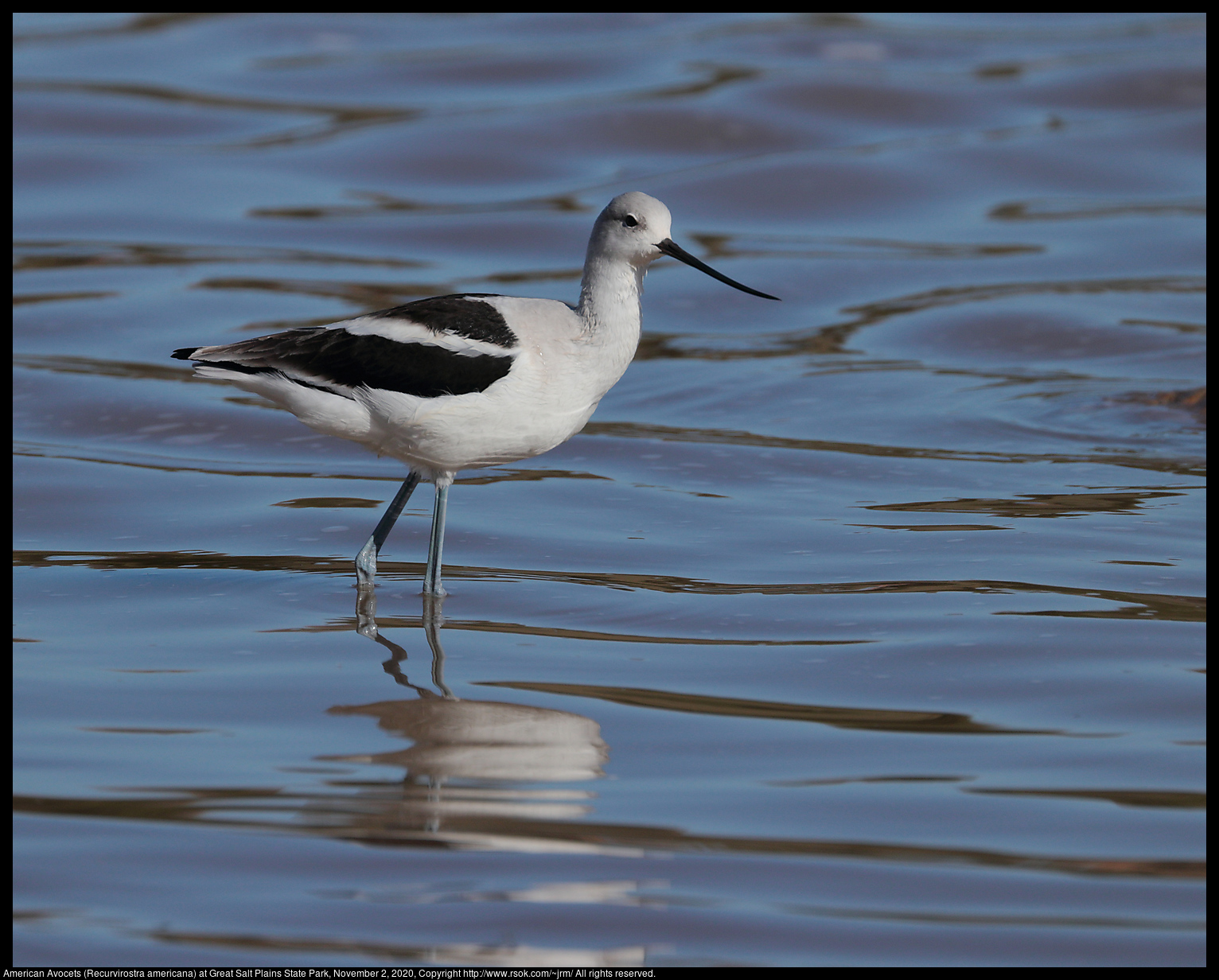 American Avocet (Recurvirostra americana) at Great Salt Plains State Park, November 2, 2020