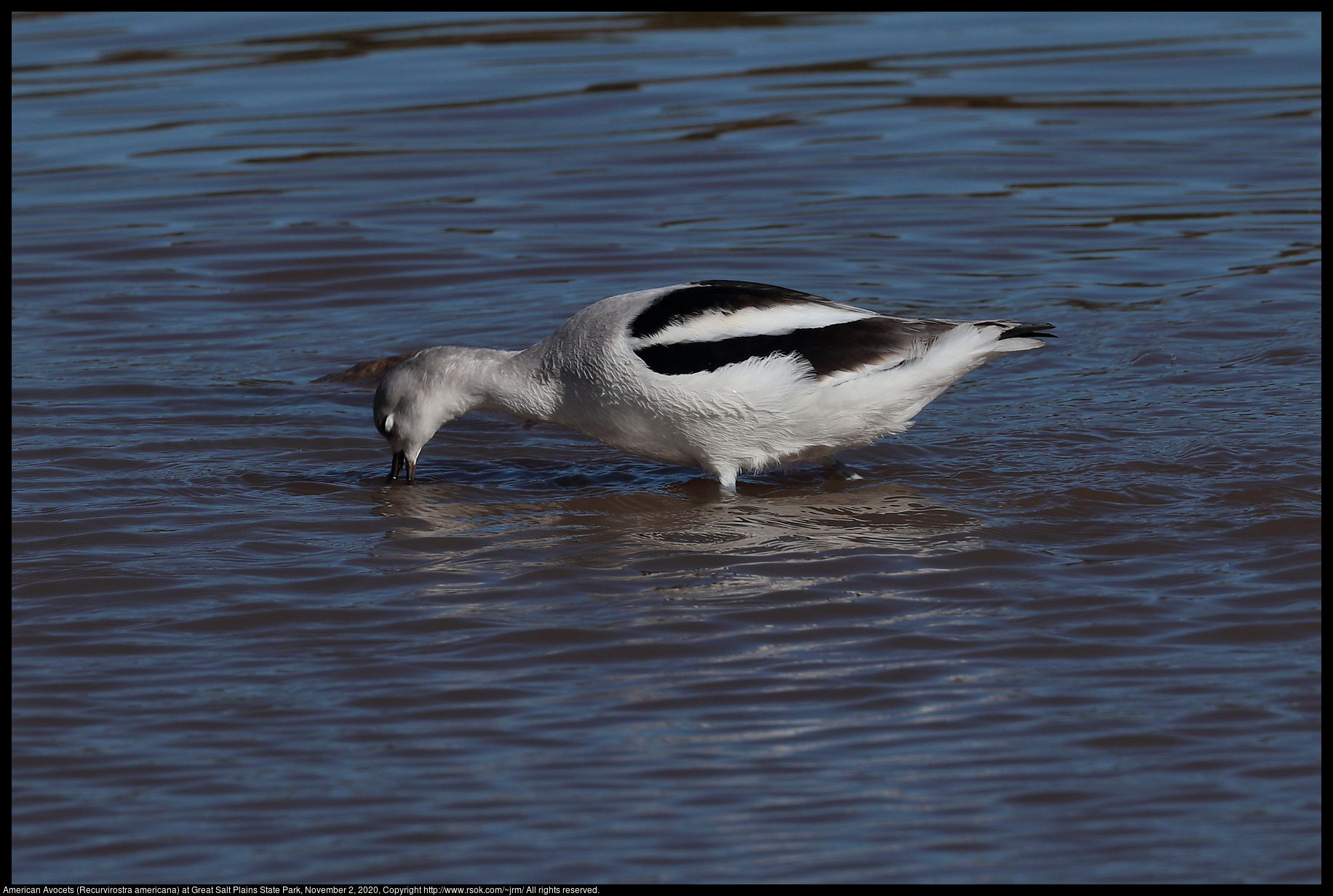 American Avocet (Recurvirostra americana) at Great Salt Plains State Park, November 2, 2020