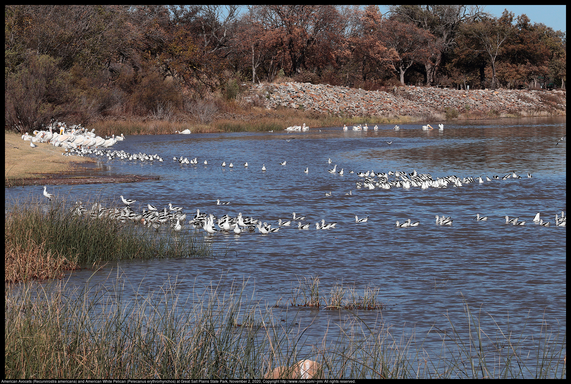 American Avocets (Recurvirostra americana) and American White Pelicans (Pelecanus erythrorhynchos) at Great Salt Plains State Park, November 2, 2020