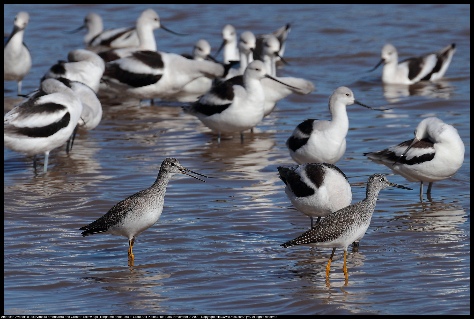 American Avocets (Recurvirostra americana) and Greater Yellowlegs (Tringa melanoleuca) at Great Salt Plains State Park, November 2, 2020