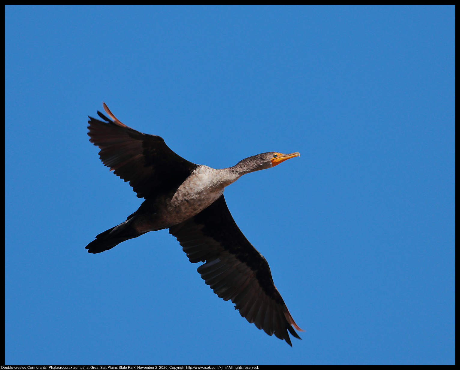 Double-crested Cormorants (Phalacrocorax auritus) at Great Salt Plains State Park, November 2, 2020