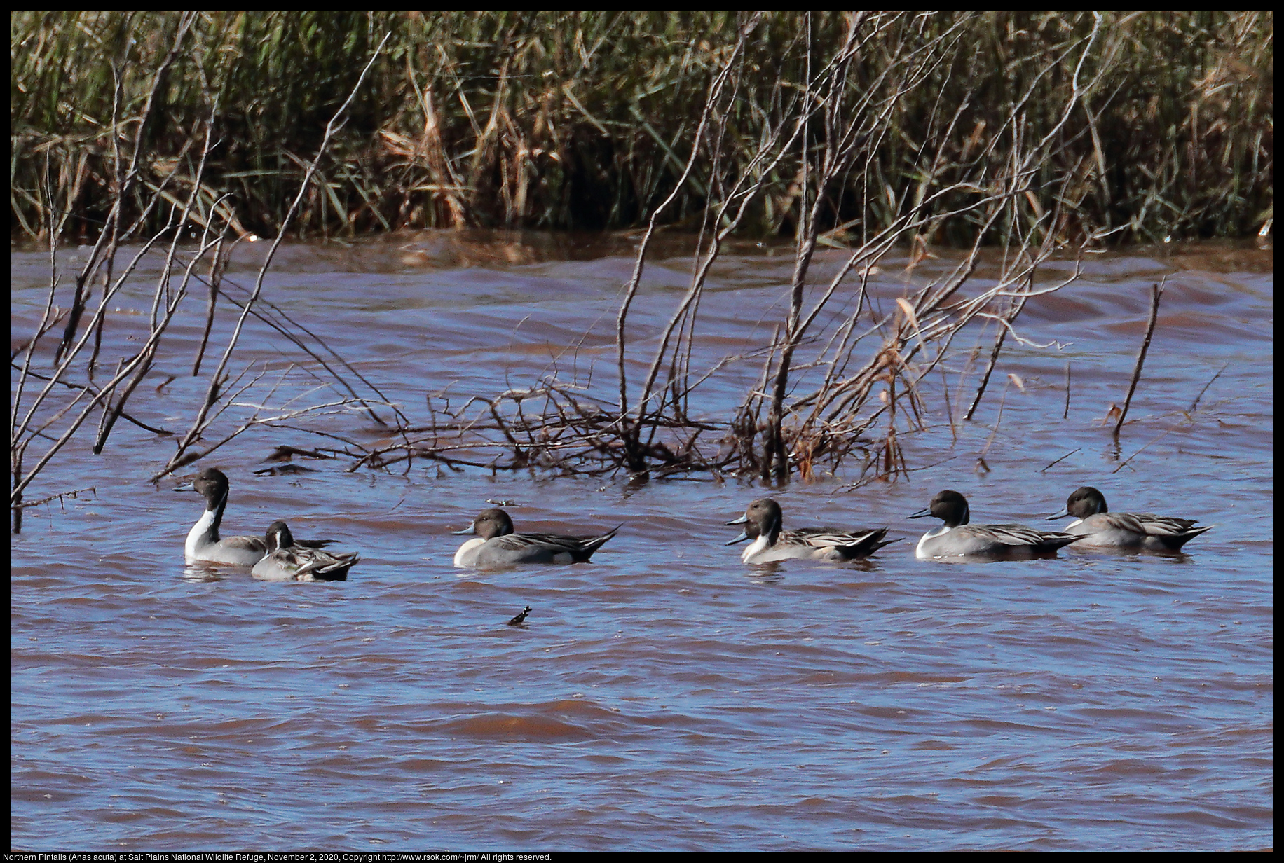 Northern Pintails (Anas acuta) at Salt Plains National Wildlife Refuge, November 2, 2020