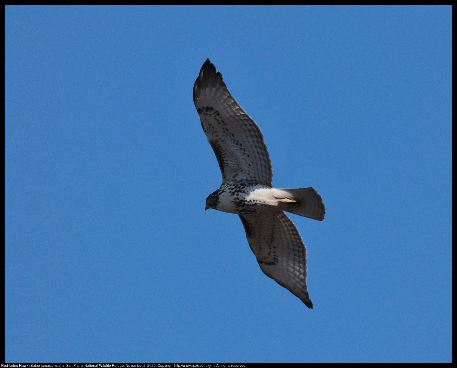 Red-tailed Hawk (Buteo jamaicensis) at Salt Plains National Wildlife Refuge, November 2, 2020