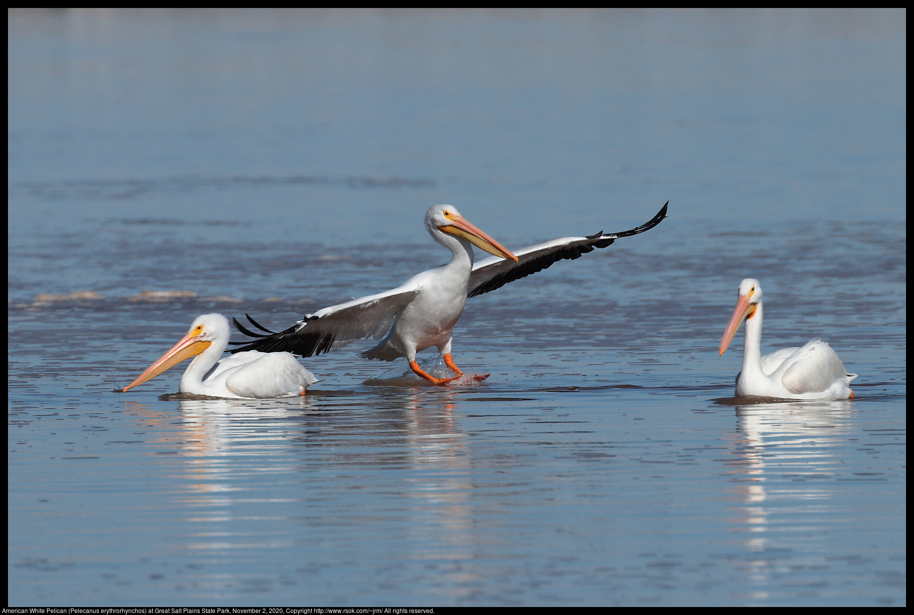 American White Pelican (Pelecanus erythrorhynchos) at Great Salt Plains State Park, November 2, 2020