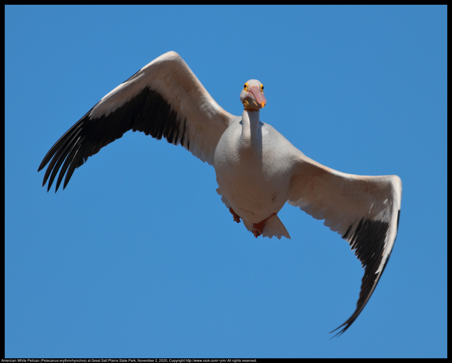 American White Pelican (Pelecanus erythrorhynchos) at Great Salt Plains State Park, November 2, 2020