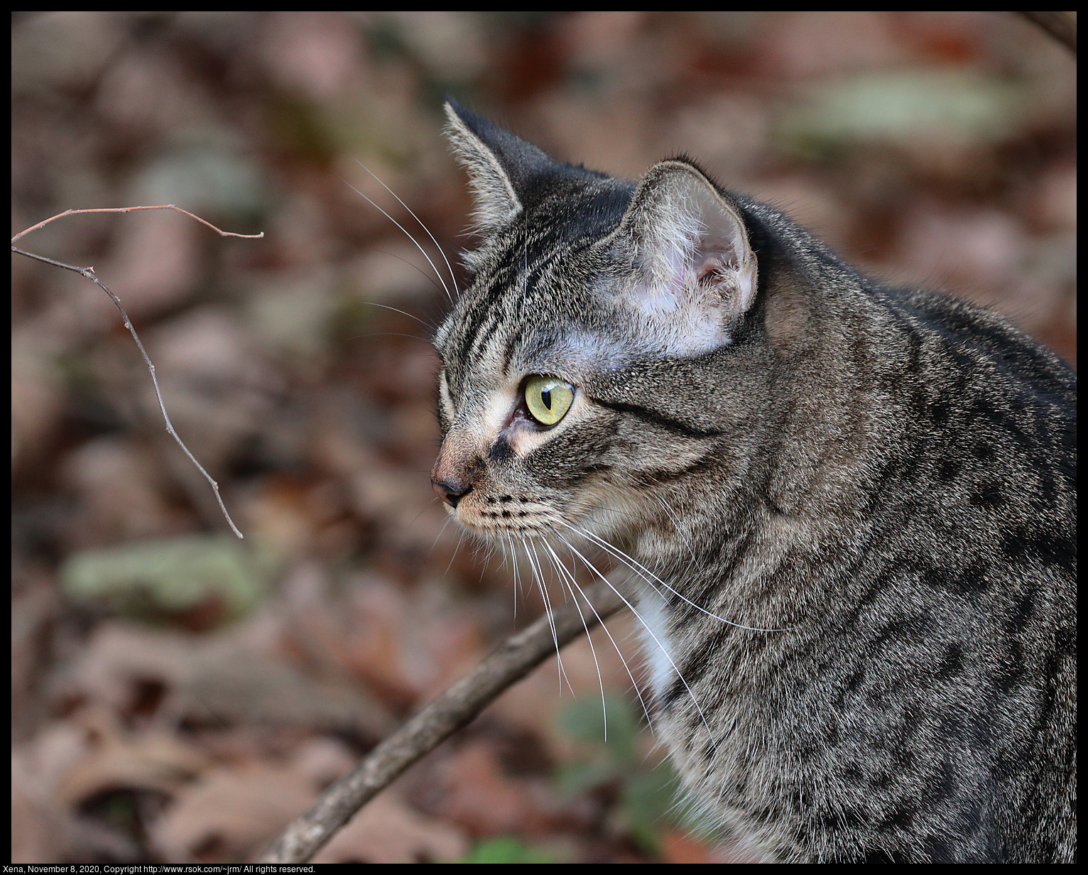 Xena, the three legged warrior princess kitten, November 8, 2020