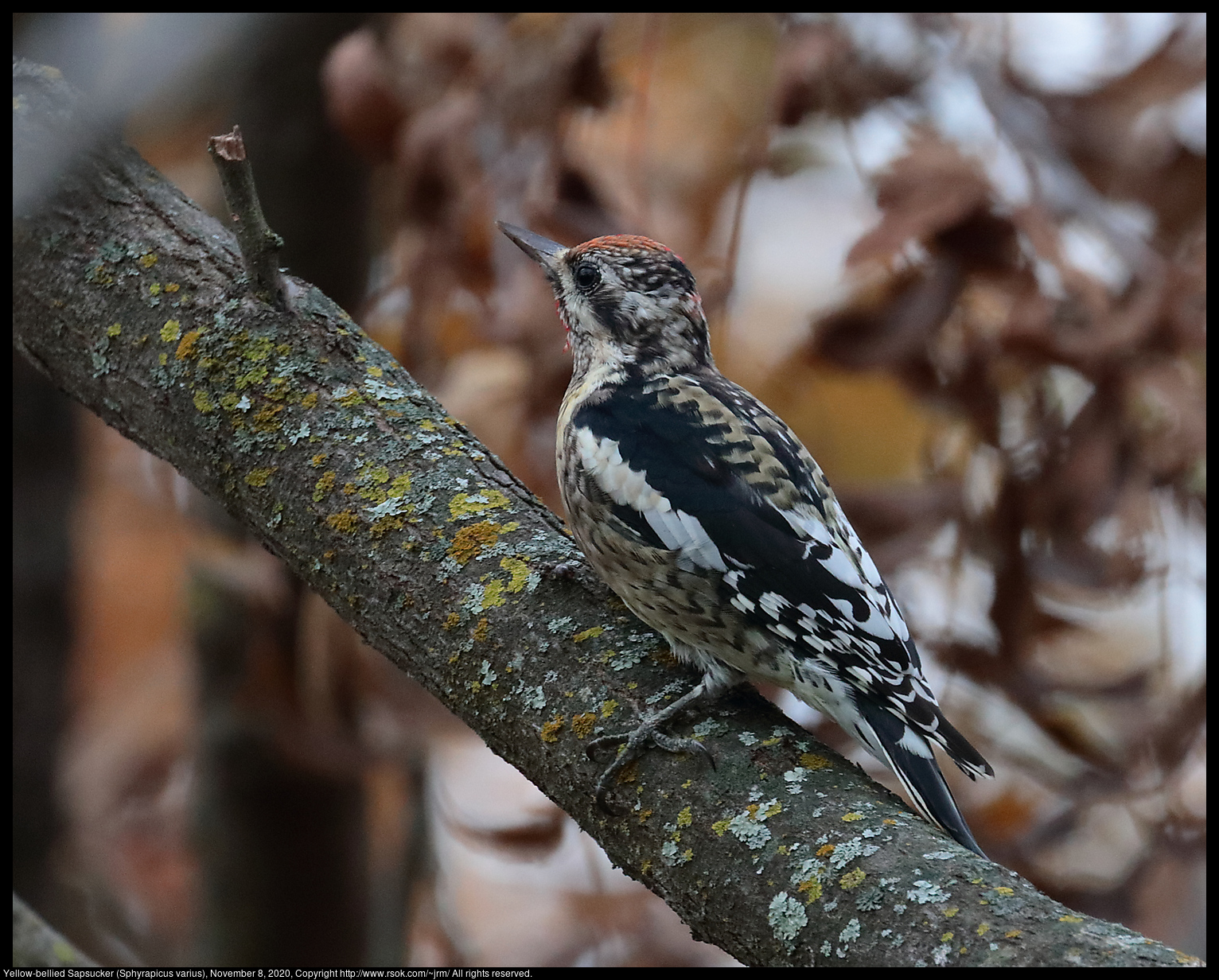 Yellow-bellied Sapsucker (Sphyrapicus varius), November 8, 2020