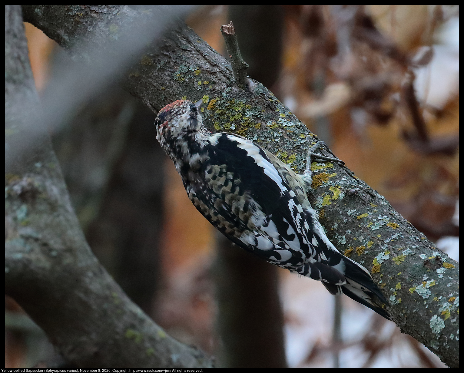 Yellow-bellied Sapsucker (Sphyrapicus varius), November 8, 2020