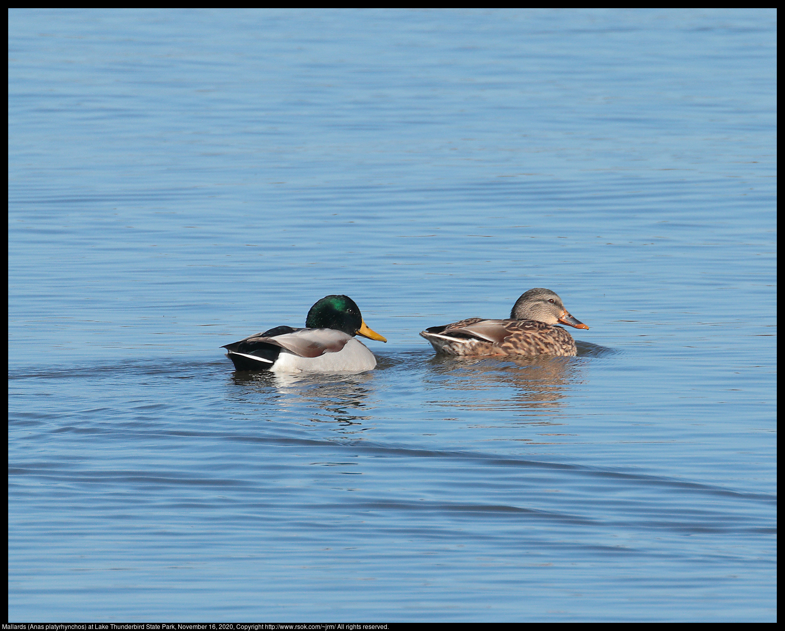 Mallards (Anas platyrhynchos) at Lake Thunderbird State Park, November 16, 2020