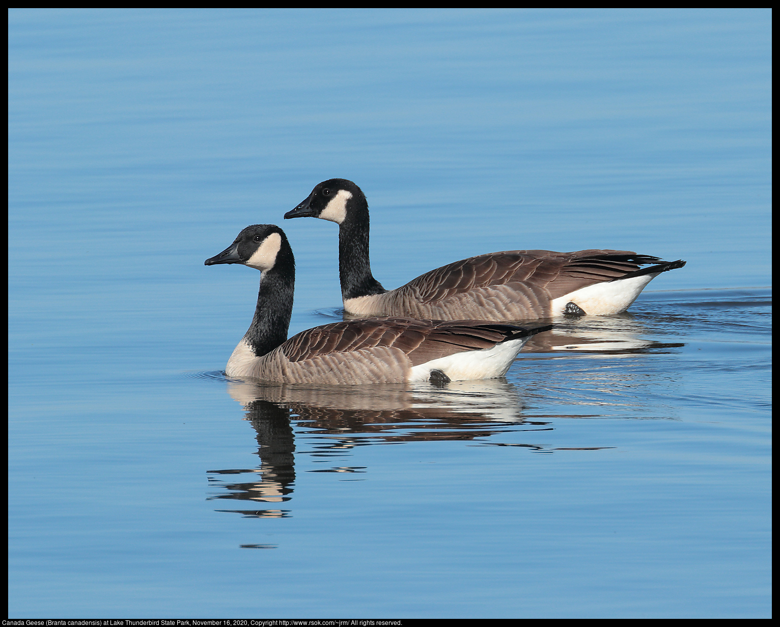 Canada Geese (Branta canadensis) at Lake Thunderbird State Park, November 16, 2020