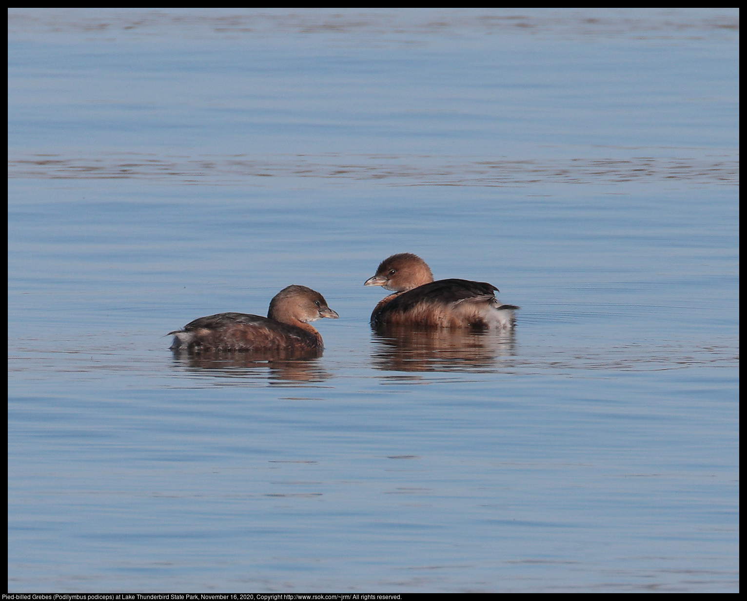 Pied-billed Grebes (Podilymbus podiceps) at Lake Thunderbird State Park, November 16, 2020