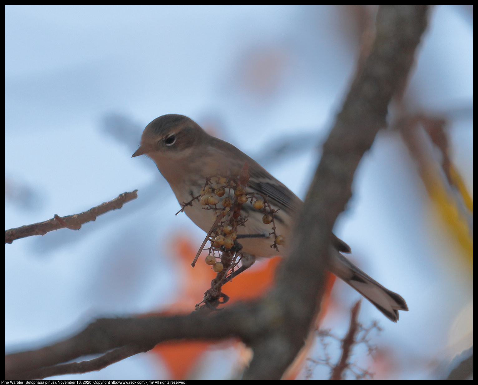 Pine Warbler (Setophaga pinus), November 16, 2020