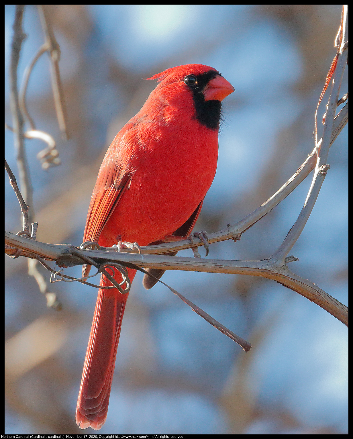 Northern Cardinal (Cardinalis cardinalis), November 17, 2020