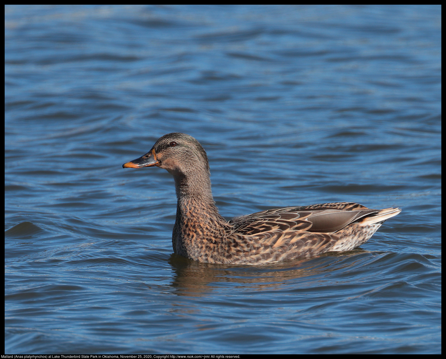 Mallard (Anas platyrhynchos) at Lake Thunderbird State Park in Oklahoma, November 25, 2020