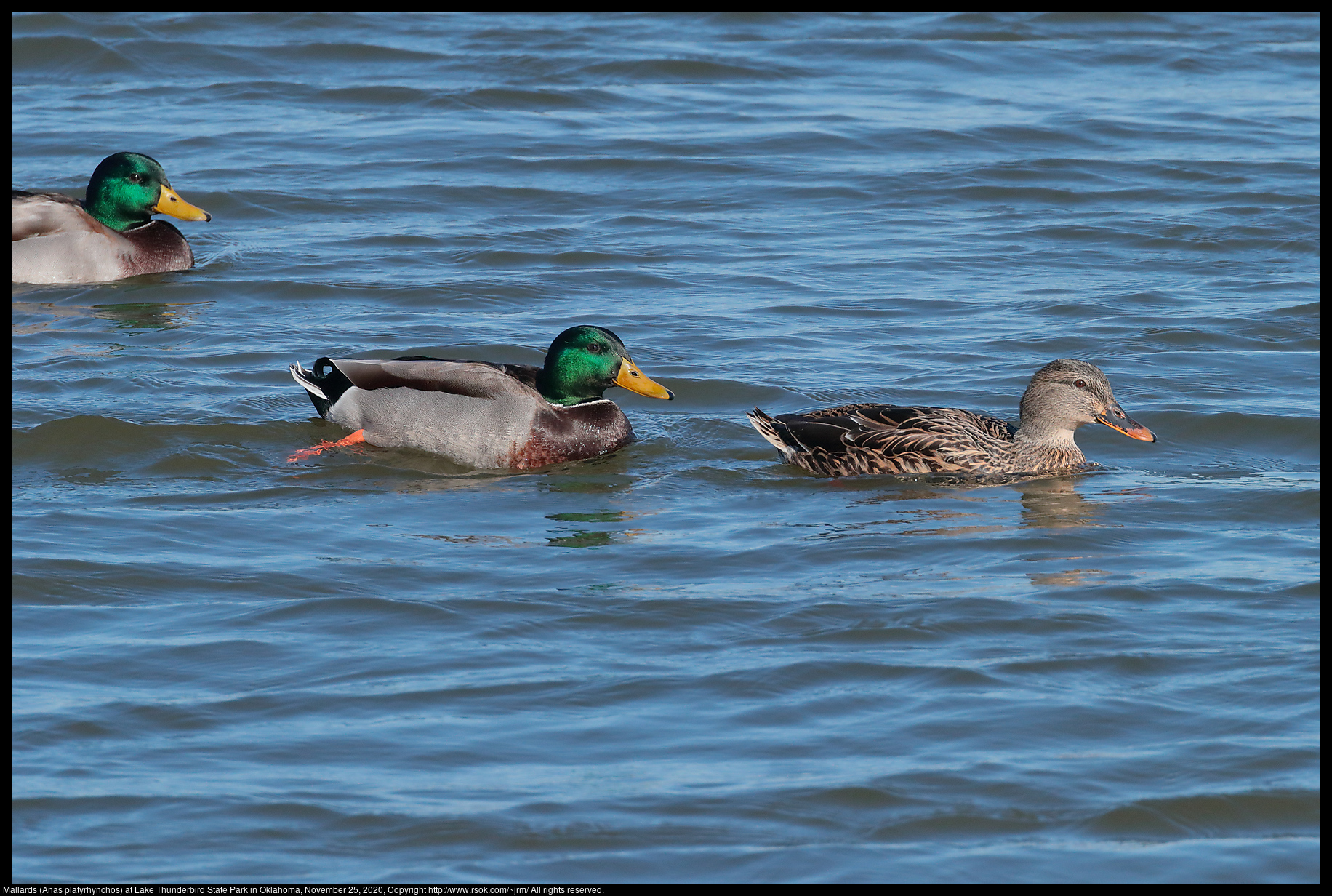 Mallards (Anas platyrhynchos) at Lake Thunderbird State Park in Oklahoma, November 25, 2020