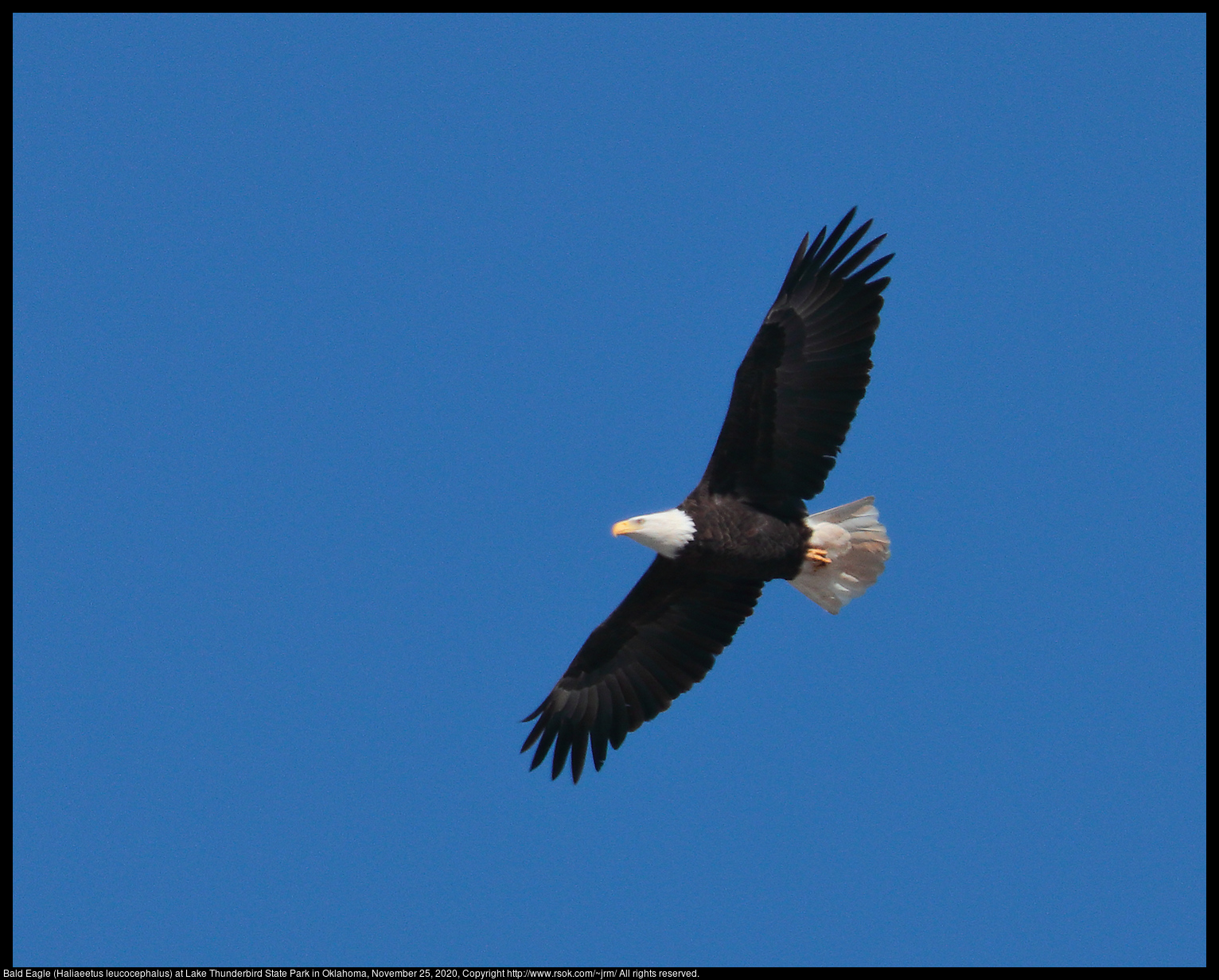 Bald Eagle (Haliaeetus leucocephalus) at Lake Thunderbird State Park in Oklahoma, November 25, 2020