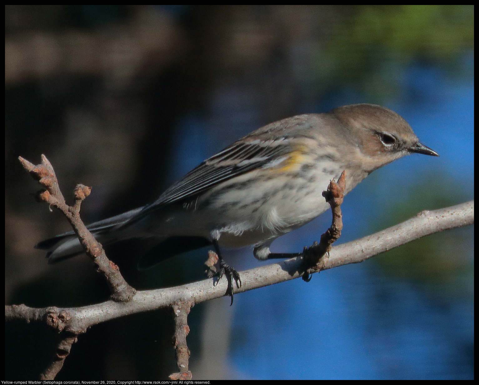 Yellow-rumped Warbler (Setophaga coronata), November 26, 2020