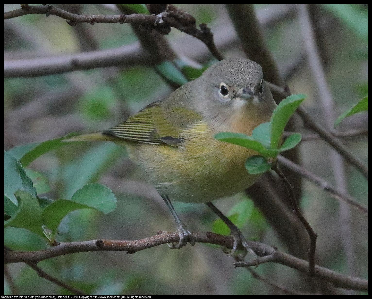 Nashville Warbler (Leiothlypis ruficapilla), October 1, 2020