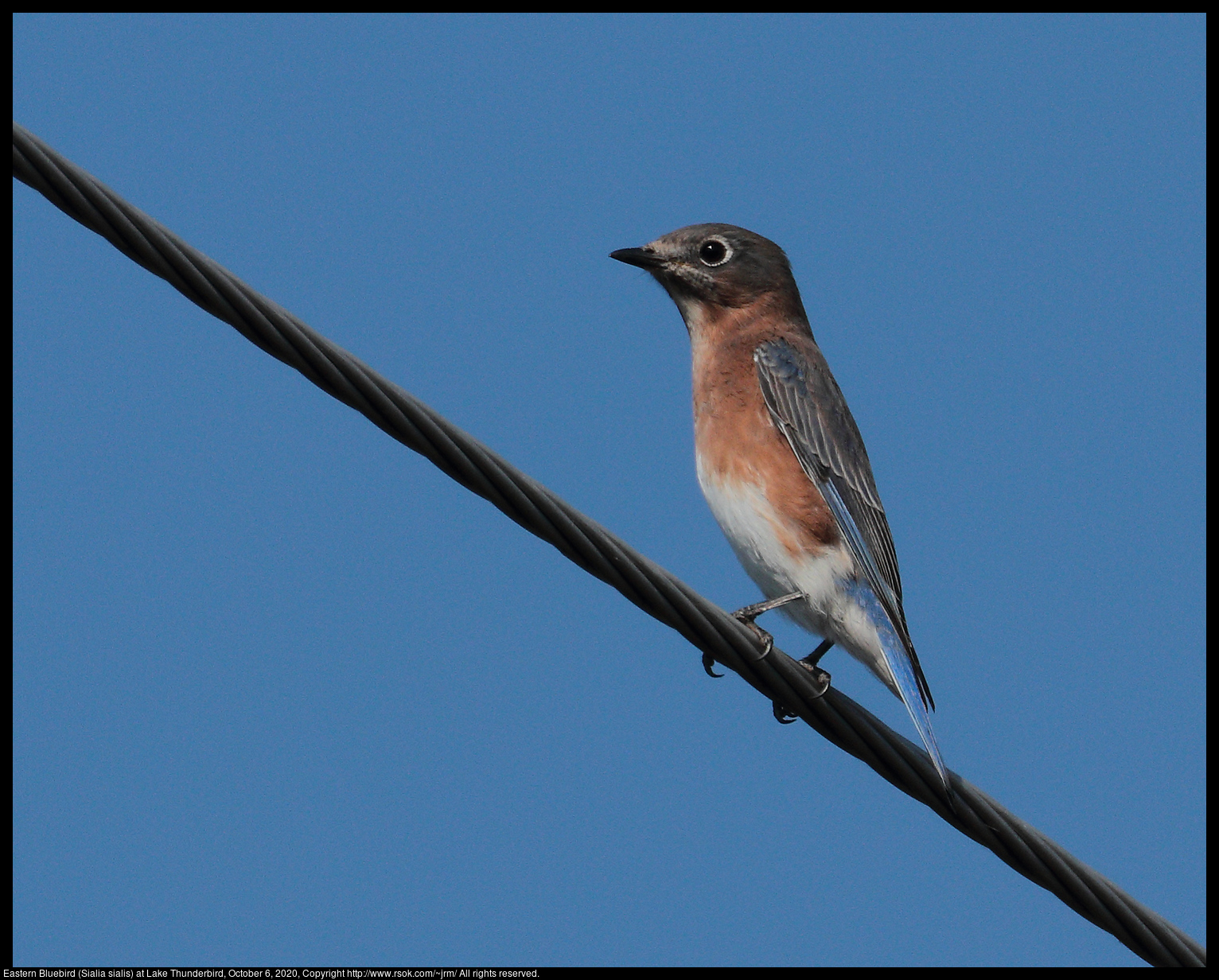 Eastern Bluebird (Sialia sialis) at Lake Thunderbird, October 6, 2020