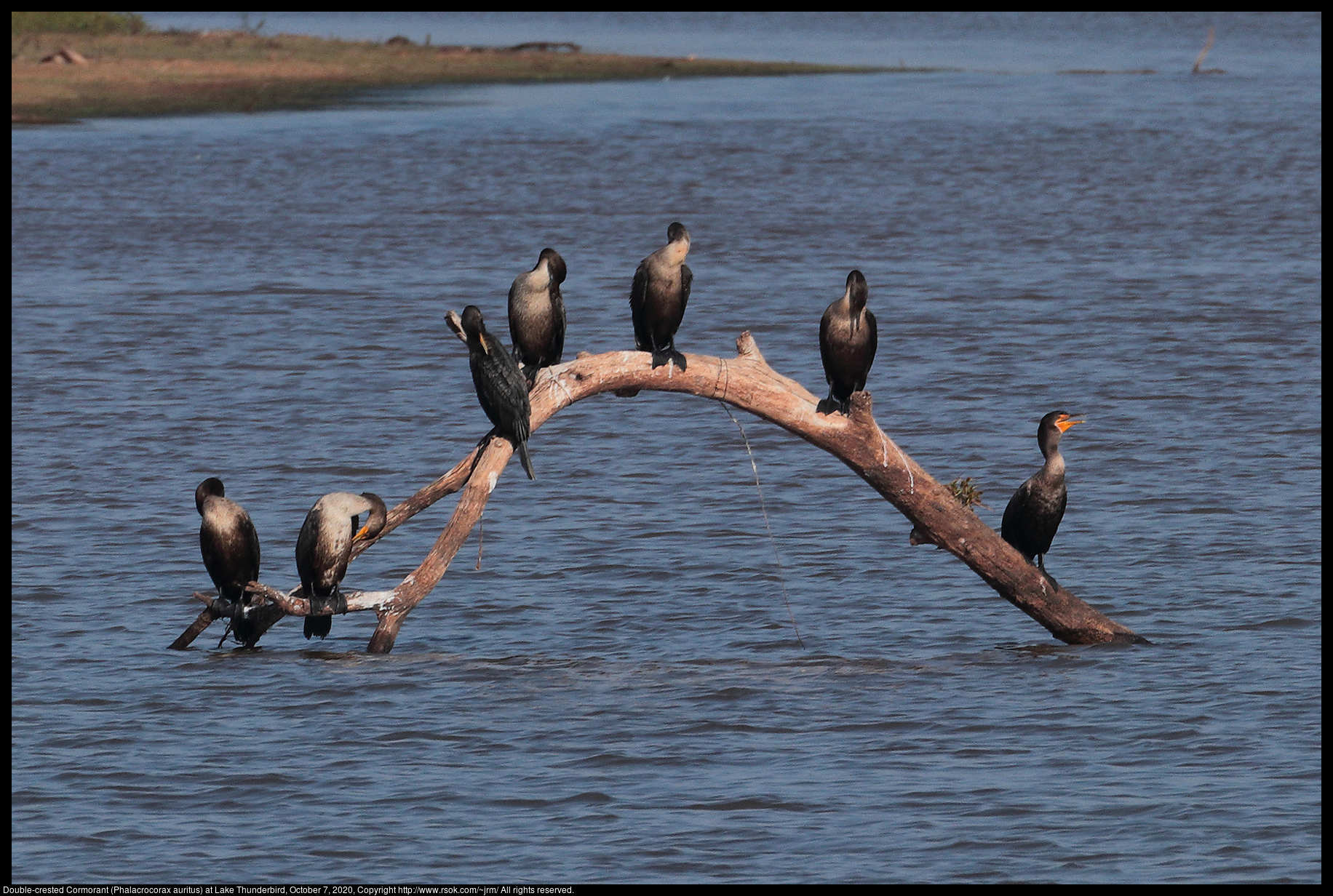 Double-crested Cormorant (Phalacrocorax auritus) at Lake Thunderbird, October 7, 2020