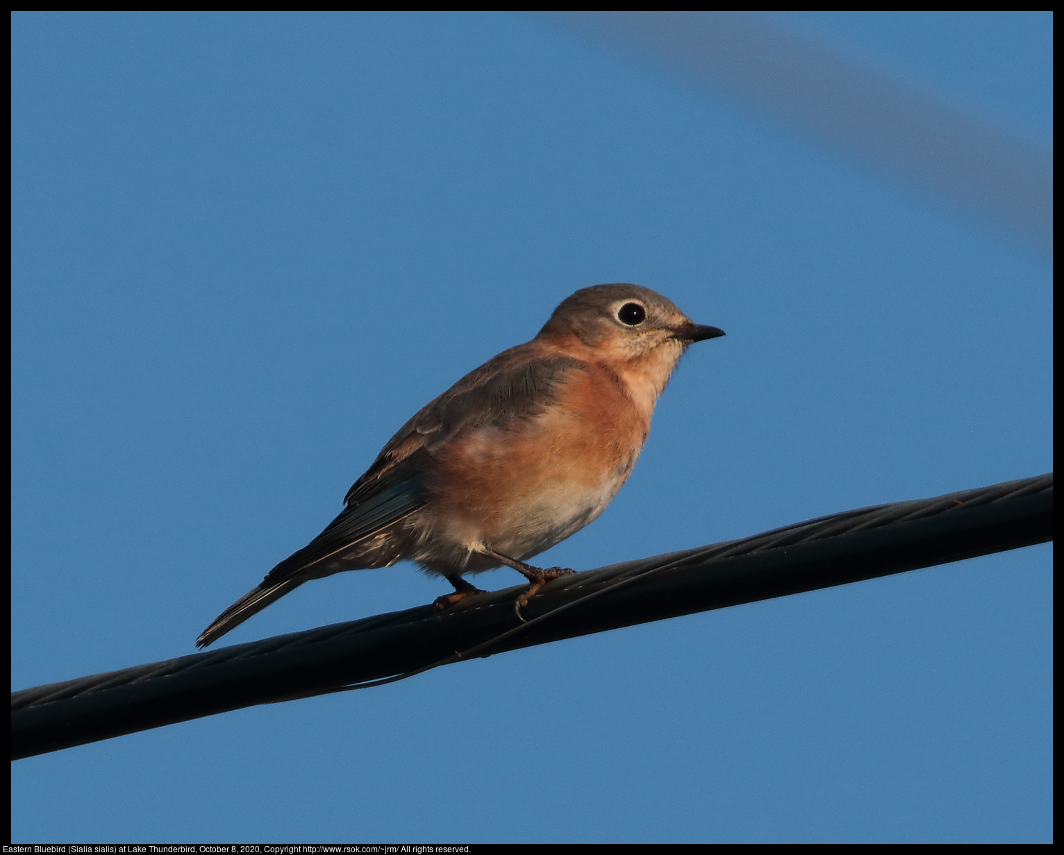 Eastern Bluebird (Sialia sialis) at Lake Thunderbird, October 8, 2020