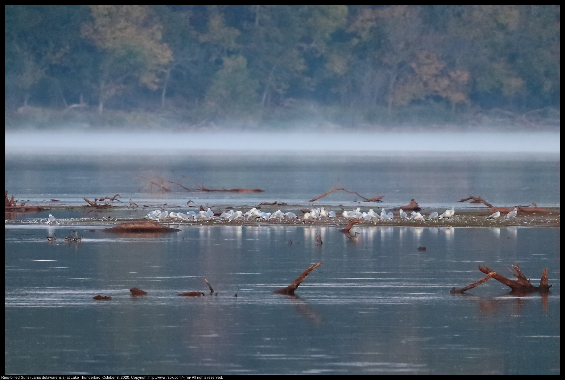 Ring-billed Gulls (Larus delawarensis) at Lake Thunderbird, October 8, 2020