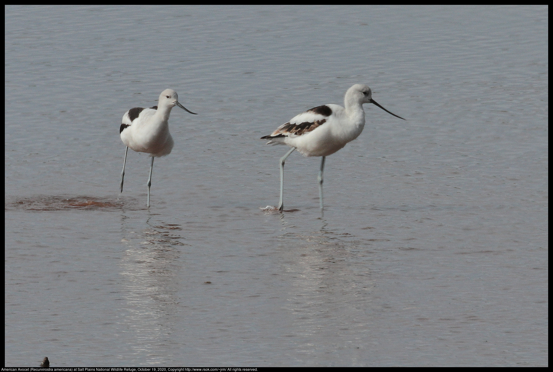 American Avocet (Recurvirostra americana) at Salt Plains National Wildlife Refuge, October 19, 2020