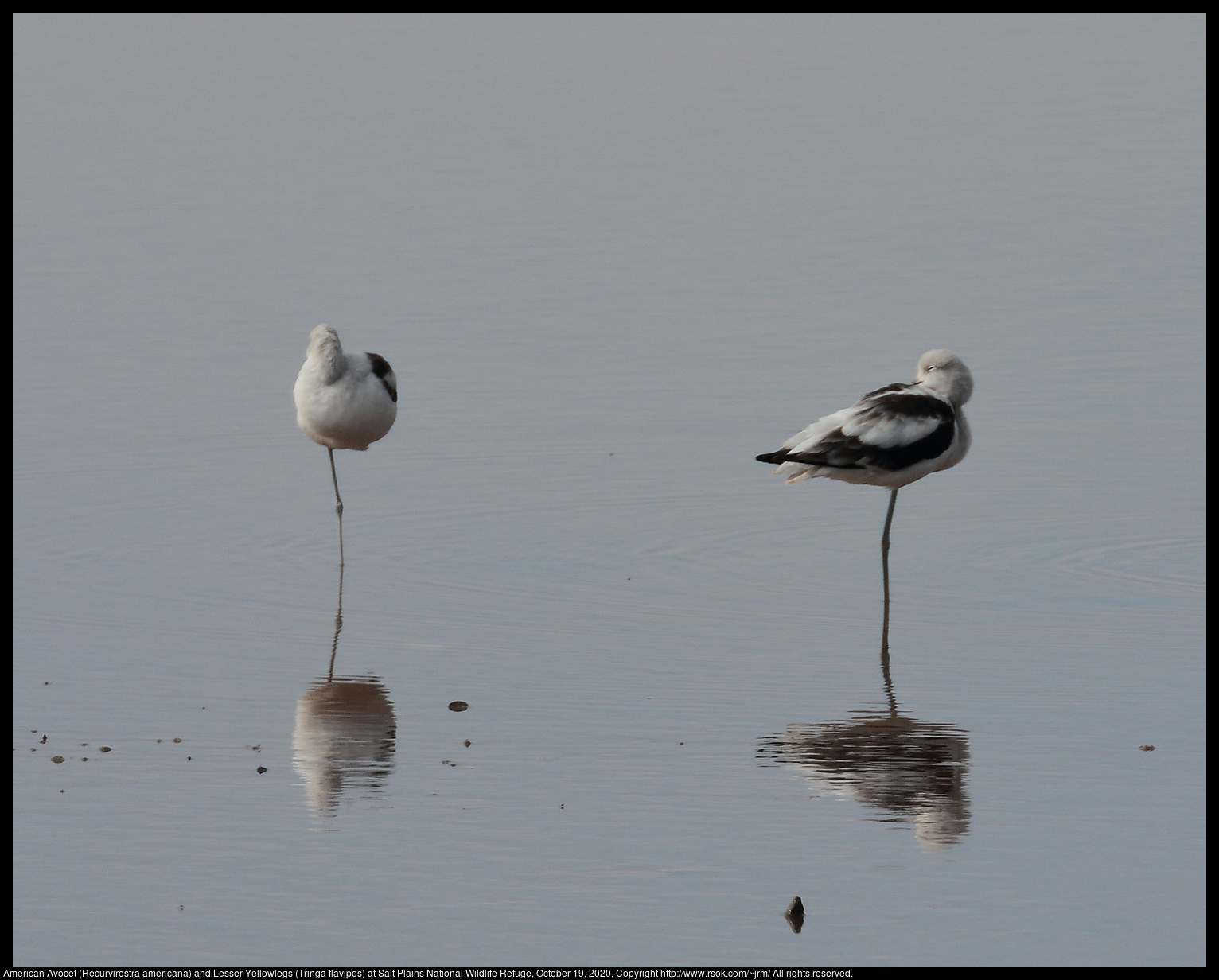 American Avocet (Recurvirostra americana) and Lesser Yellowlegs (Tringa flavipes) at Salt Plains National Wildlife Refuge, October 19, 2020