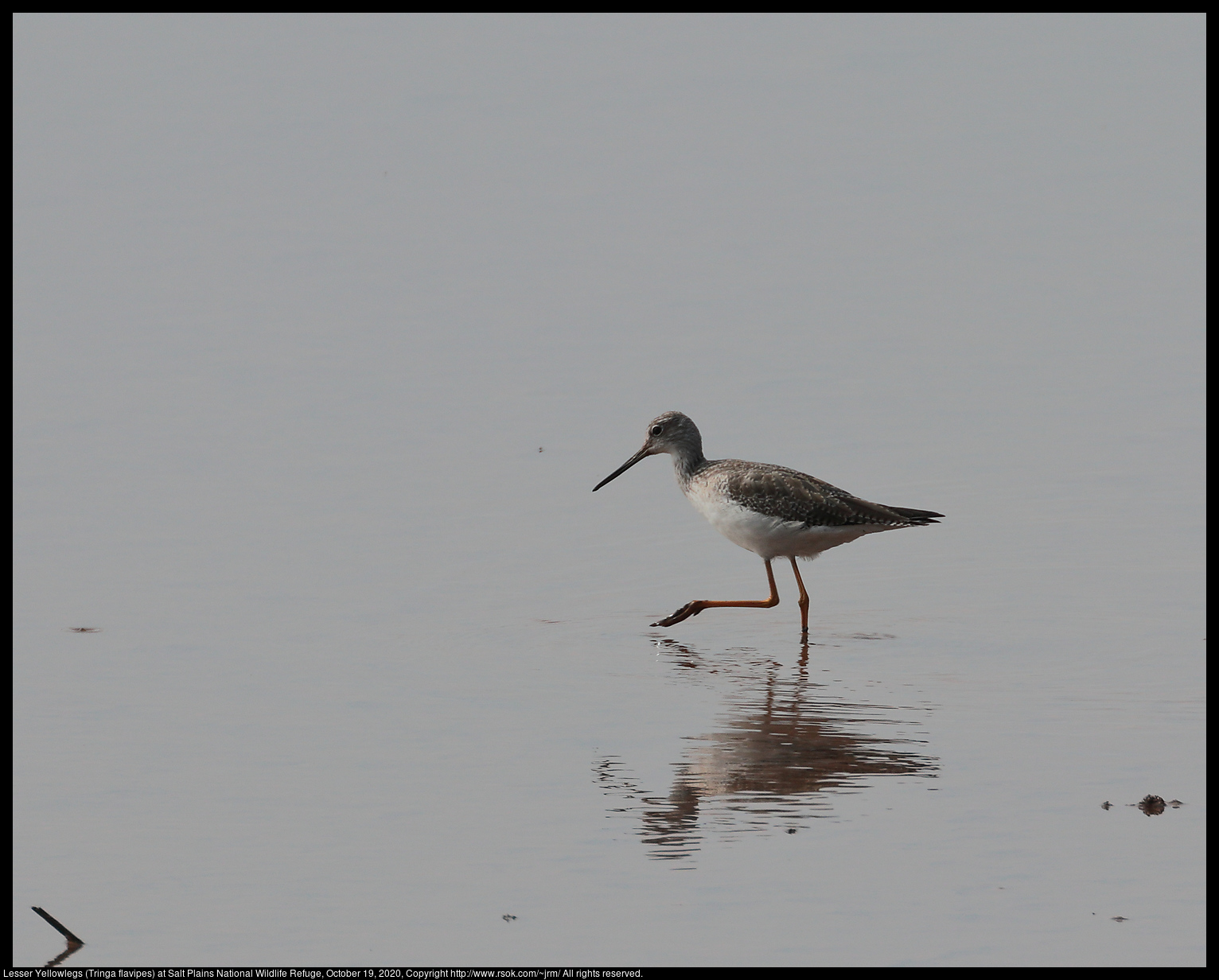 Lesser Yellowlegs (Tringa flavipes) at Salt Plains National Wildlife Refuge, October 19, 2020