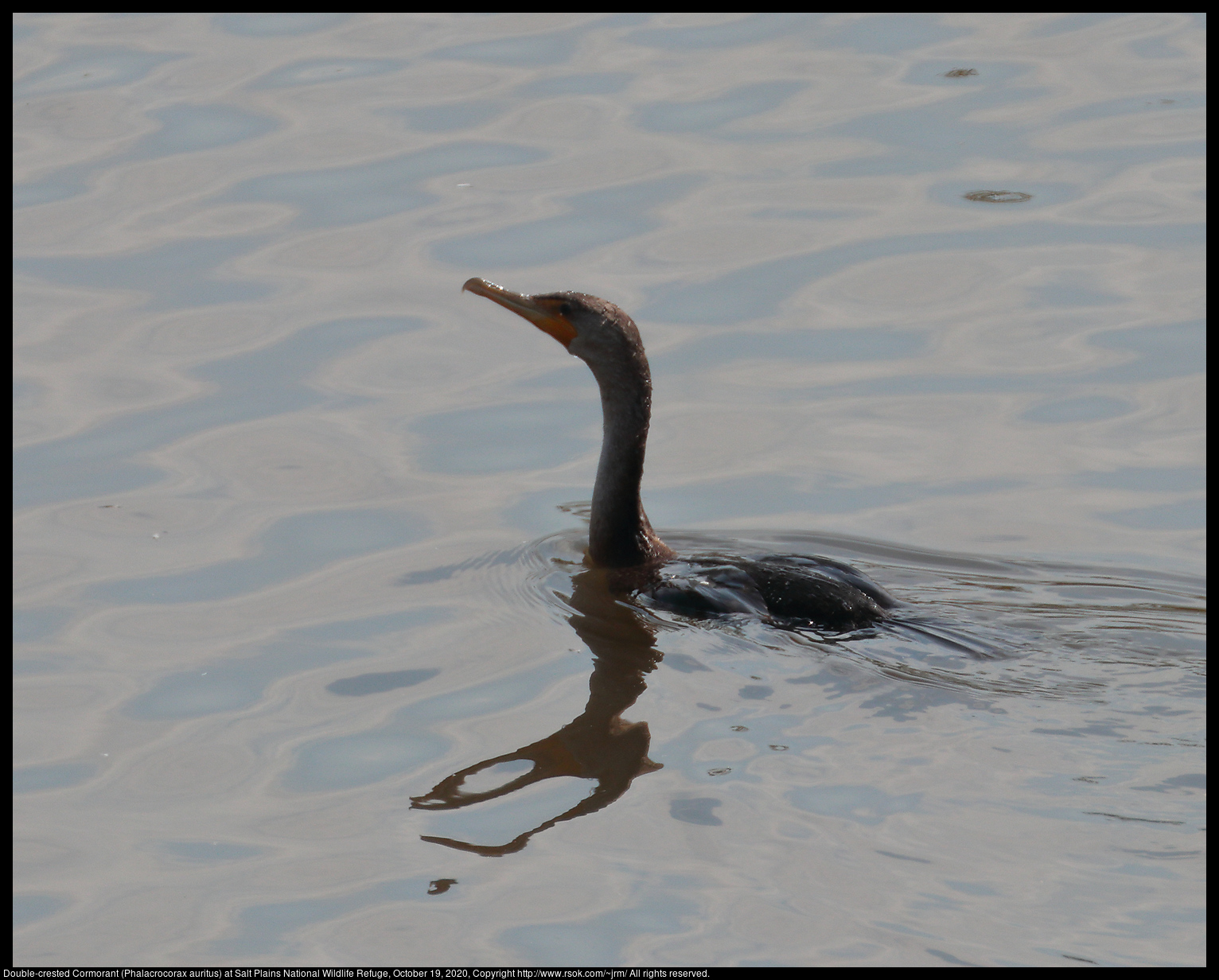 Double-crested Cormorant (Phalacrocorax auritus) at Salt Plains National Wildlife Refuge, October 19, 2020