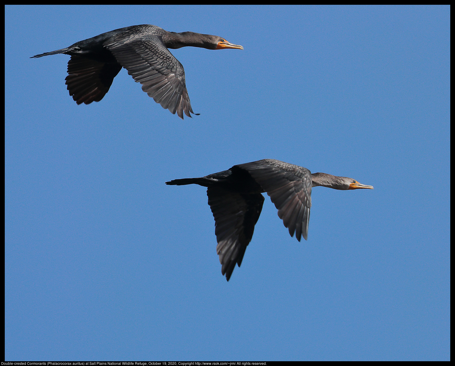 Double-crested Cormorants (Phalacrocorax auritus) at Salt Plains National Wildlife Refuge, October 19, 2020