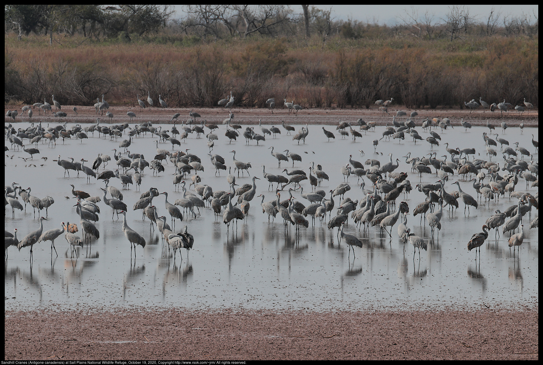 Sandhill Cranes (Antigone canadensis) at Salt Plains National Wildlife Refuge, October 19, 2020