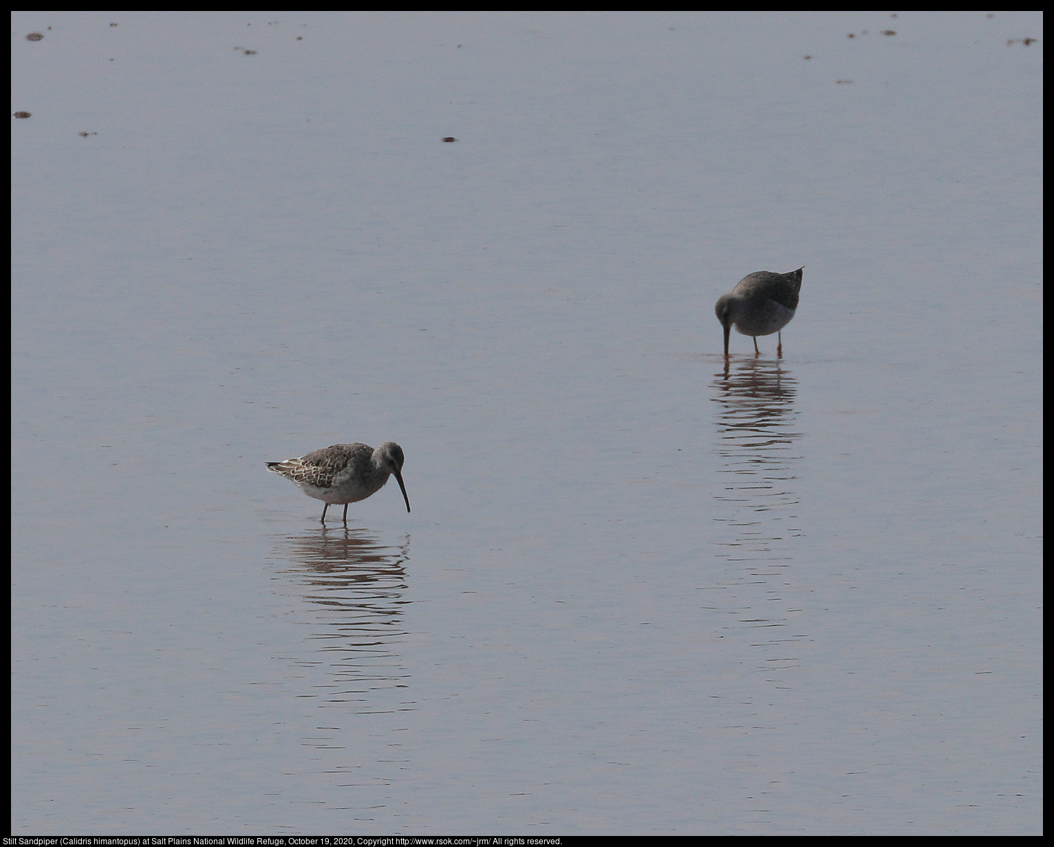 Stilt Sandpiper (Calidris himantopus) at Salt Plains National Wildlife Refuge, October 19, 2020